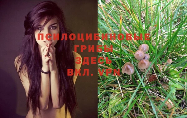 PSILOCYBIN Алексеевка